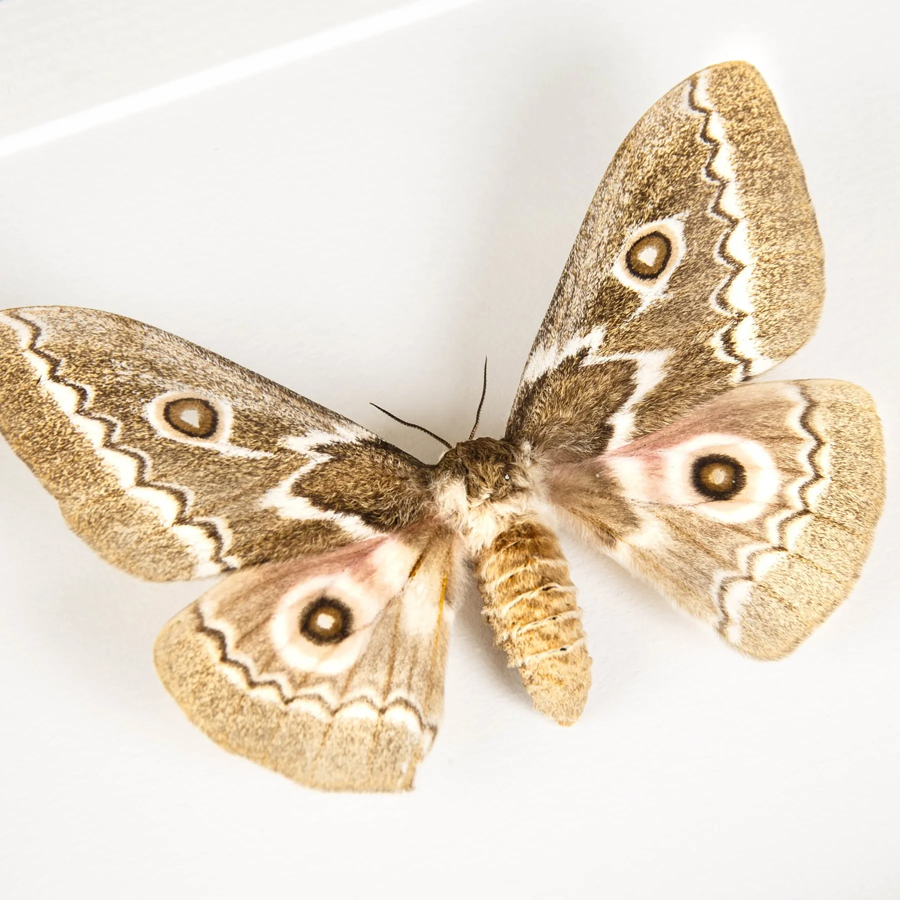 Zigzag Emperor Moth In Box Frame (Gonimbrasia tyrrhea) Minibeast Zigzag Emperor Moth In Box Frame (Gonimbrasia tyrrhea)