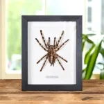 Minibeast indian Ornamental Tarantula In Box Frame (Poecilotheria regalis)