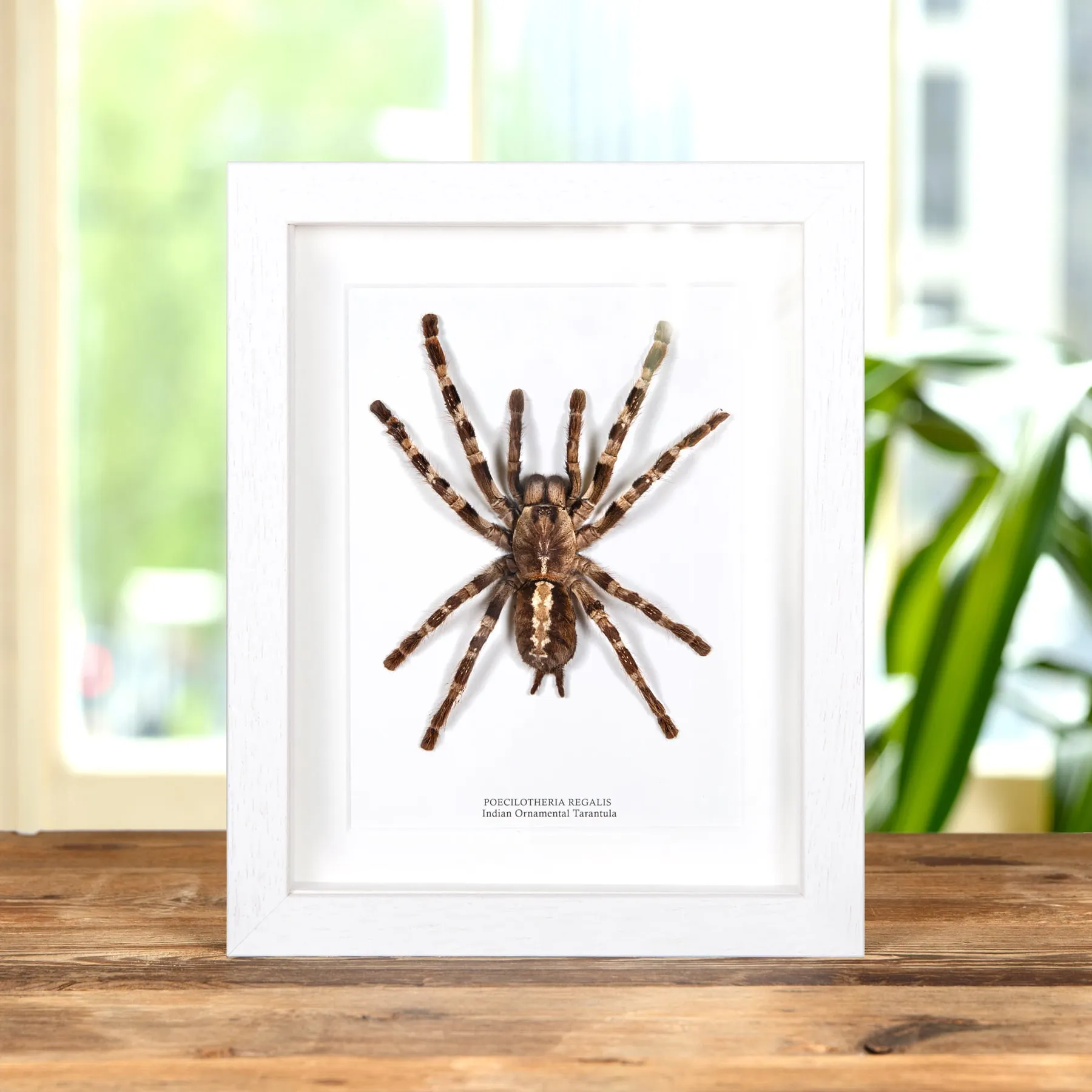 indian Ornamental Tarantula In Box Frame (Poecilotheria regalis)