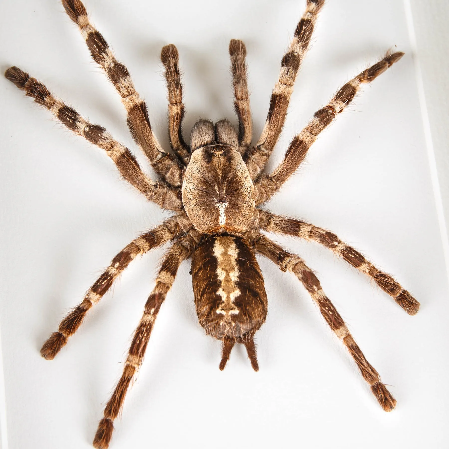 indian Ornamental Tarantula In Box Frame (Poecilotheria regalis)