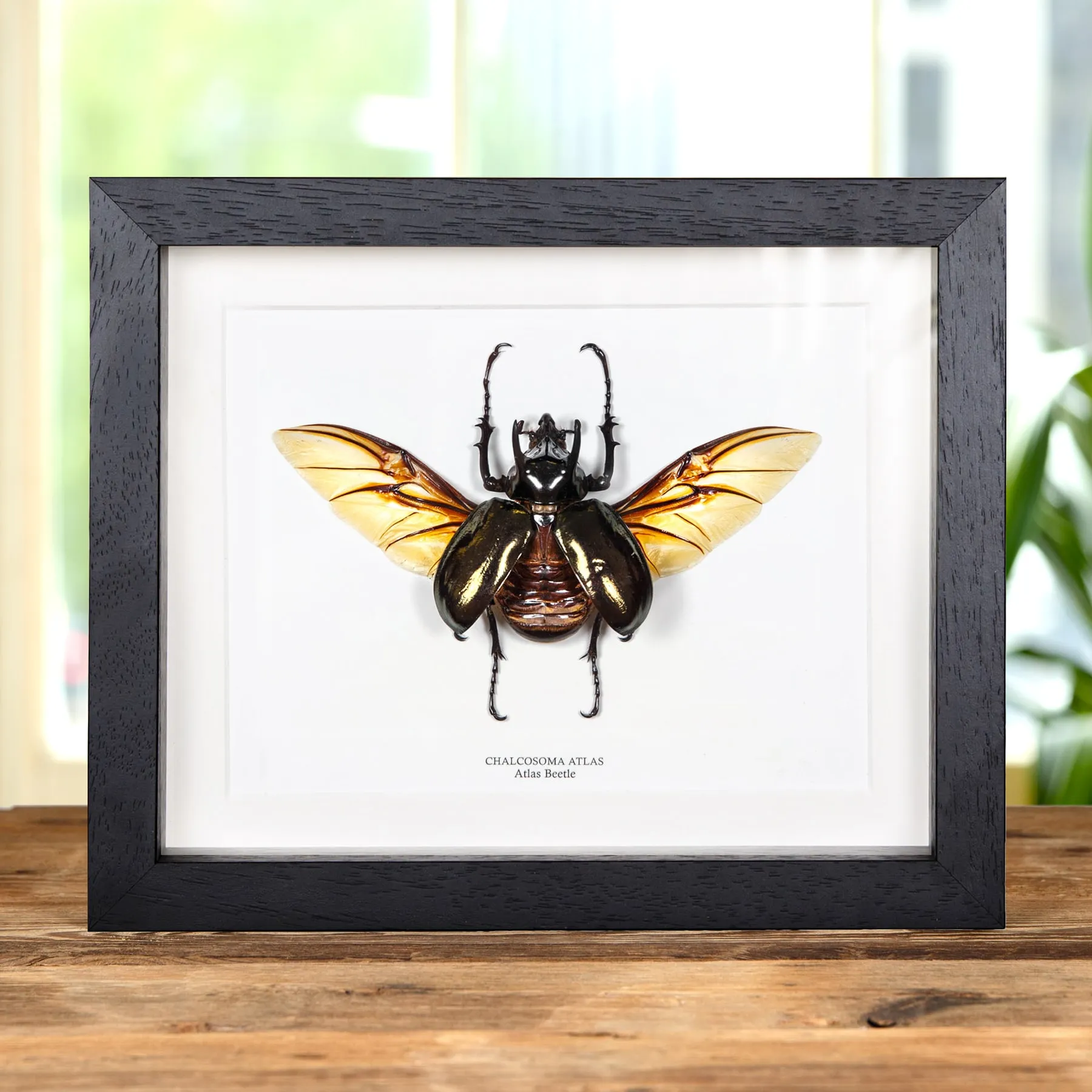 Minibeast Atlas Beetle with Wings Spread In Box Frame (Chalcosoma atlas)