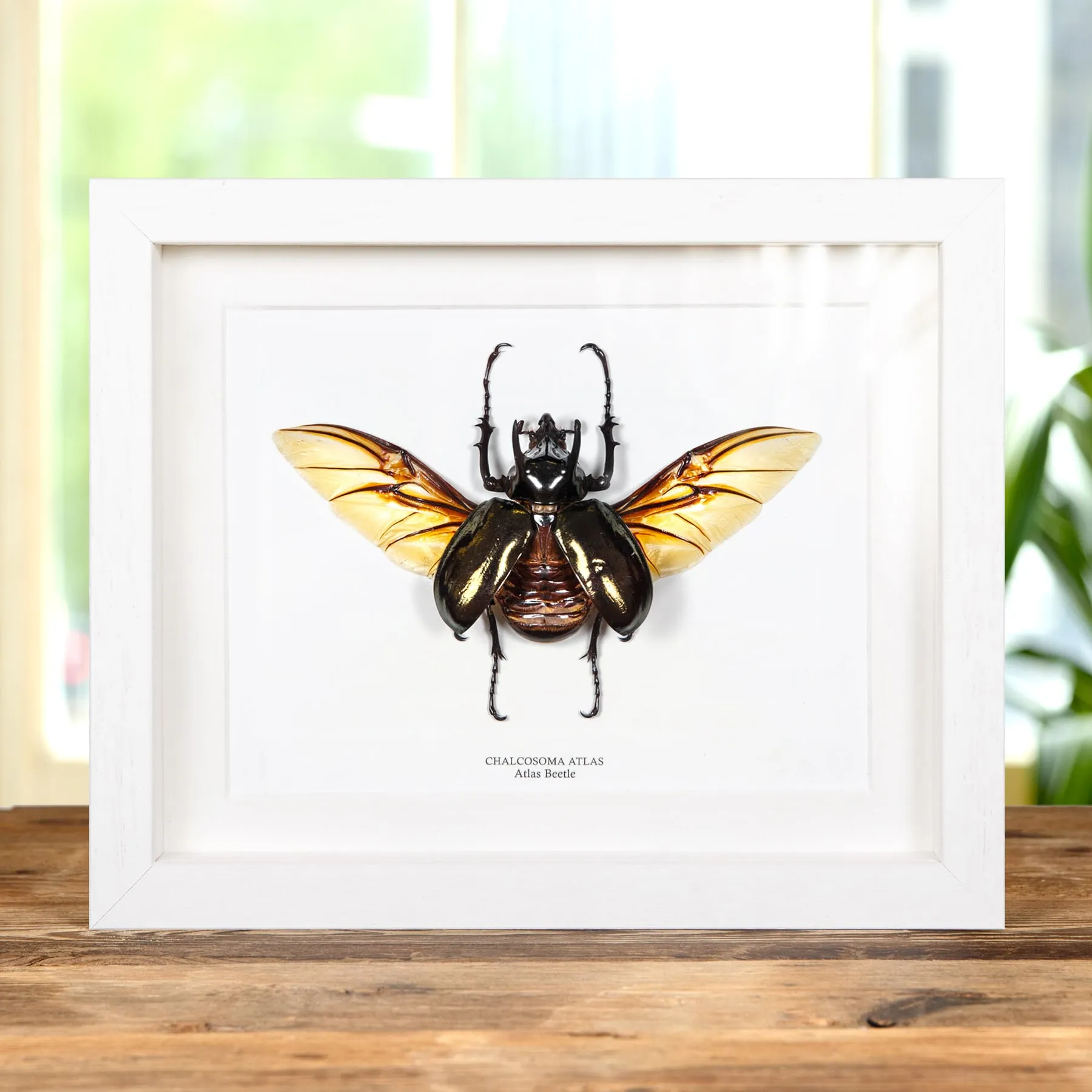 Minibeast Atlas Beetle with Wings Spread In Box Frame (Chalcosoma atlas)