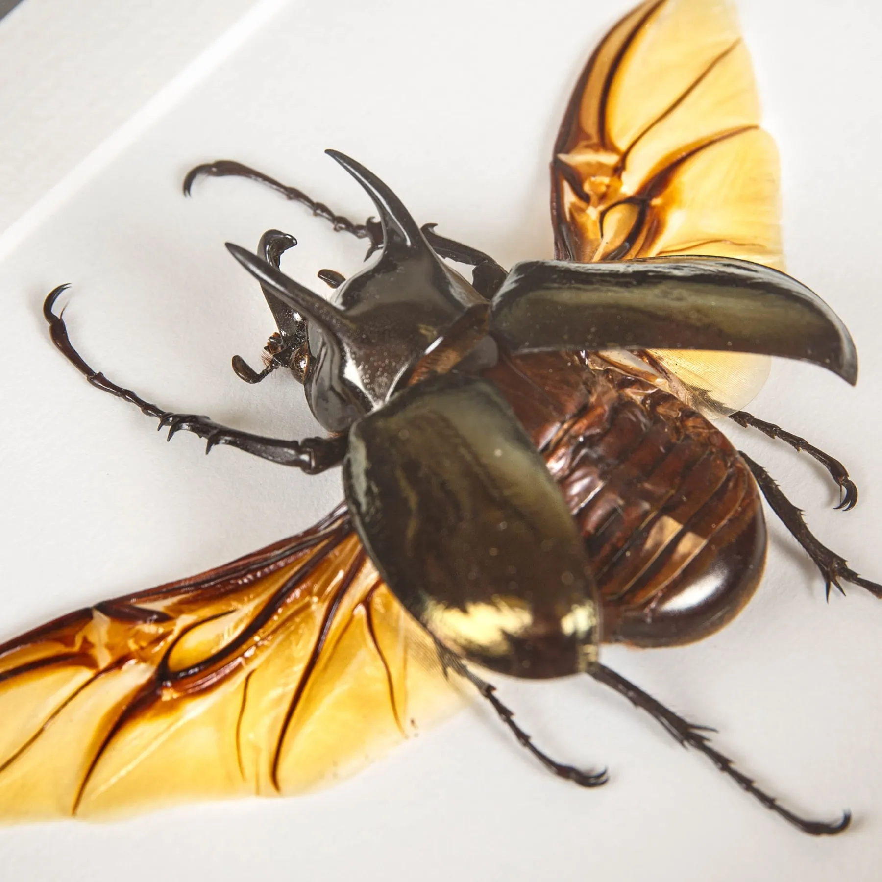 Minibeast Atlas Beetle with Wings Spread In Box Frame (Chalcosoma atlas)