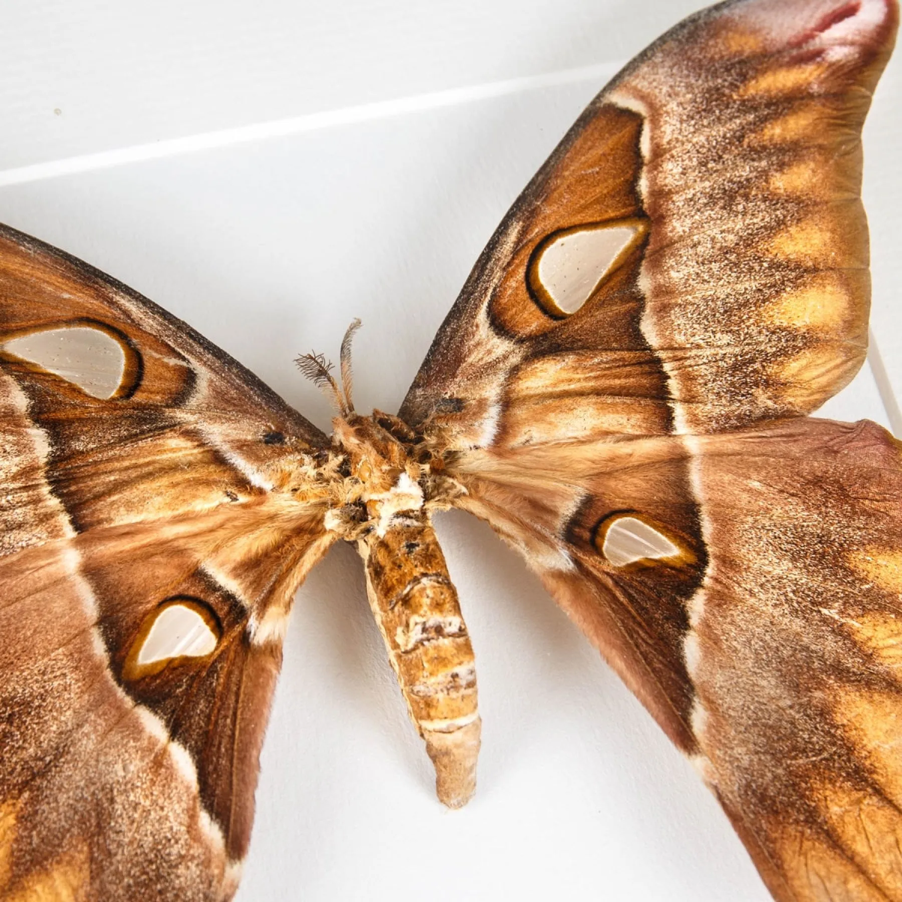 Minibeast Hercules-Motte im Rahmen (Coscinocera hercules)