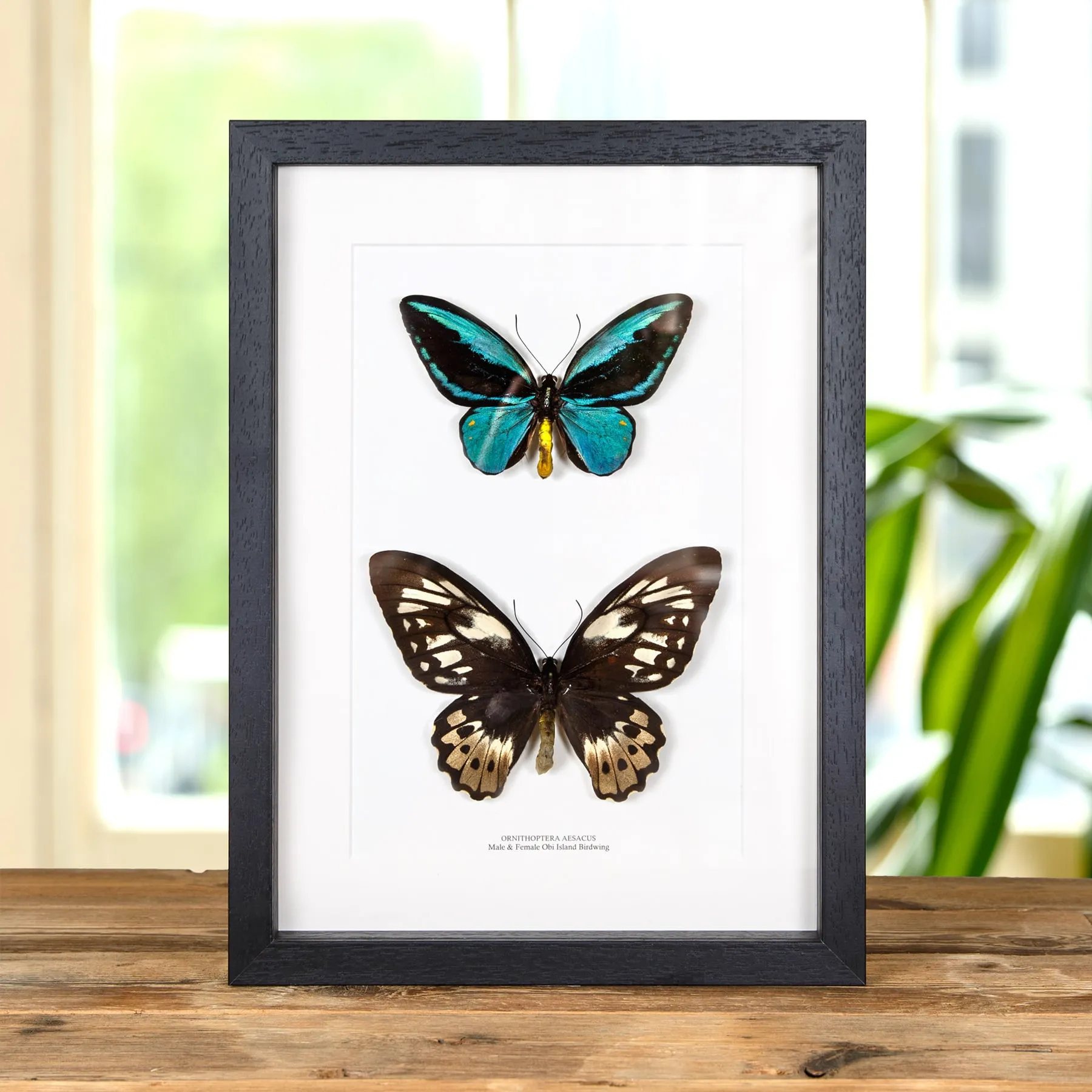 Minibeast Muy Raro Obi Island Birdwing Macho y Hembra en marco vitrina (Ornithoptera aesacus)
