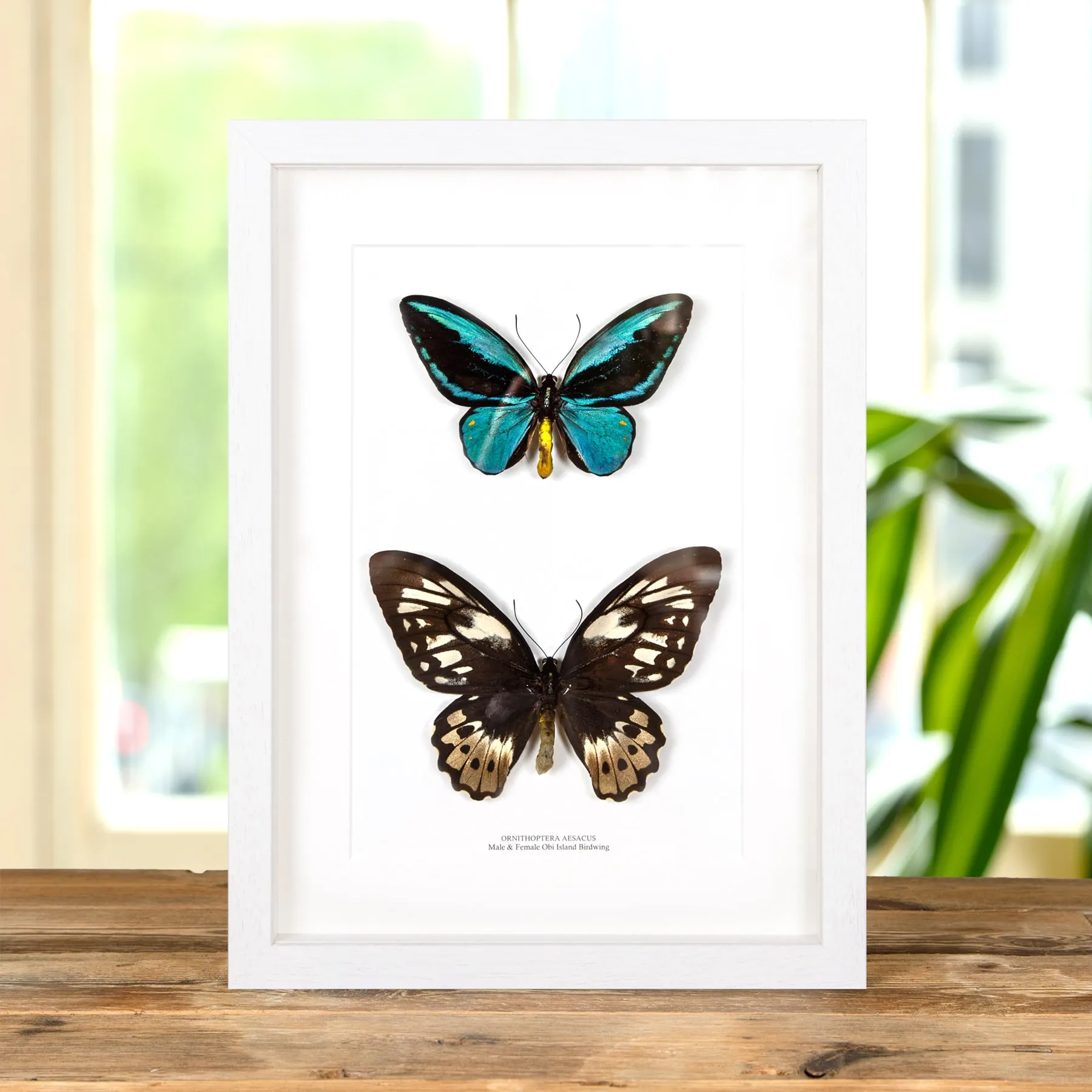 Minibeast Muy Raro Obi Island Birdwing Macho y Hembra en marco vitrina (Ornithoptera aesacus)