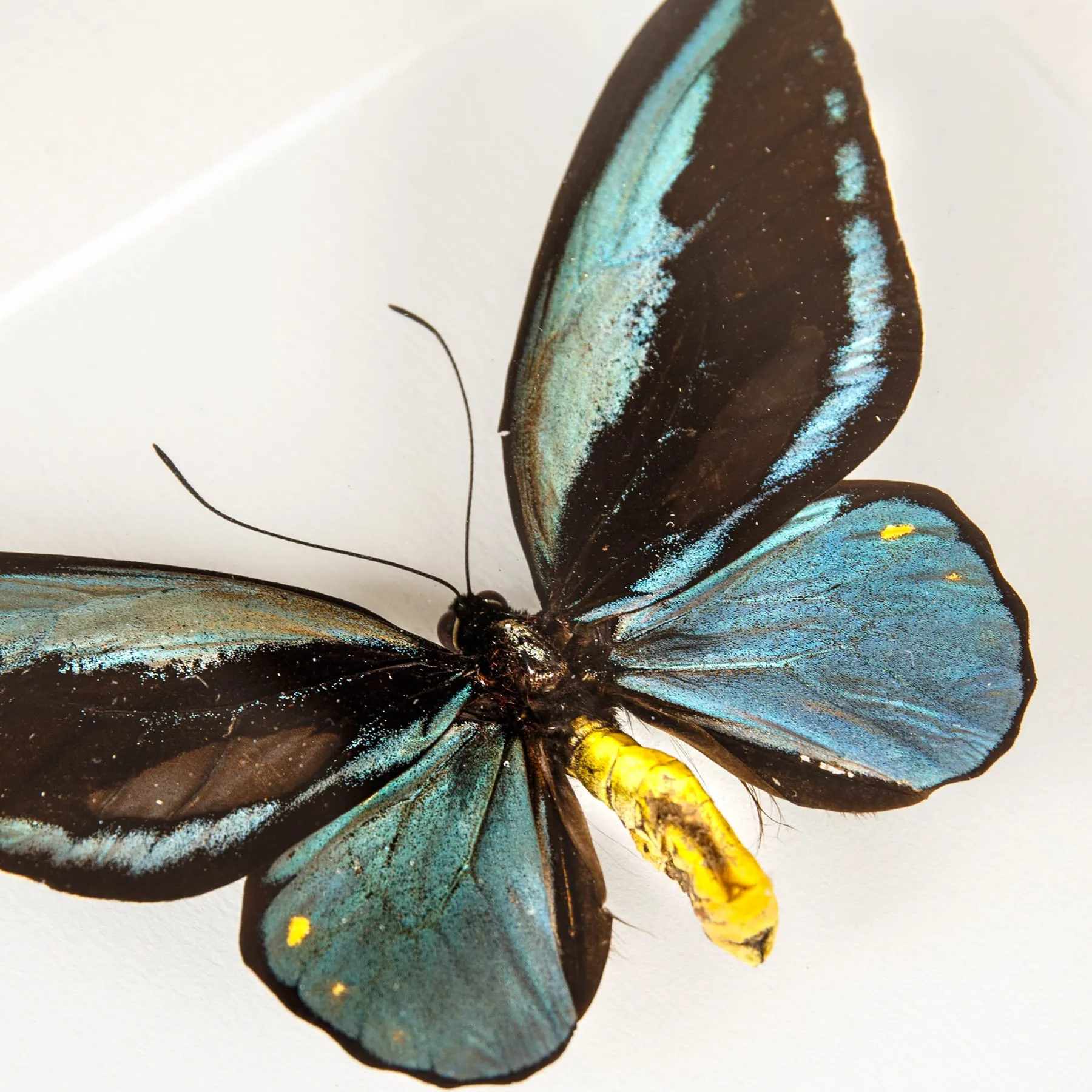 Minibeast Muy Raro Obi Island Birdwing Macho y Hembra en marco vitrina (Ornithoptera aesacus)