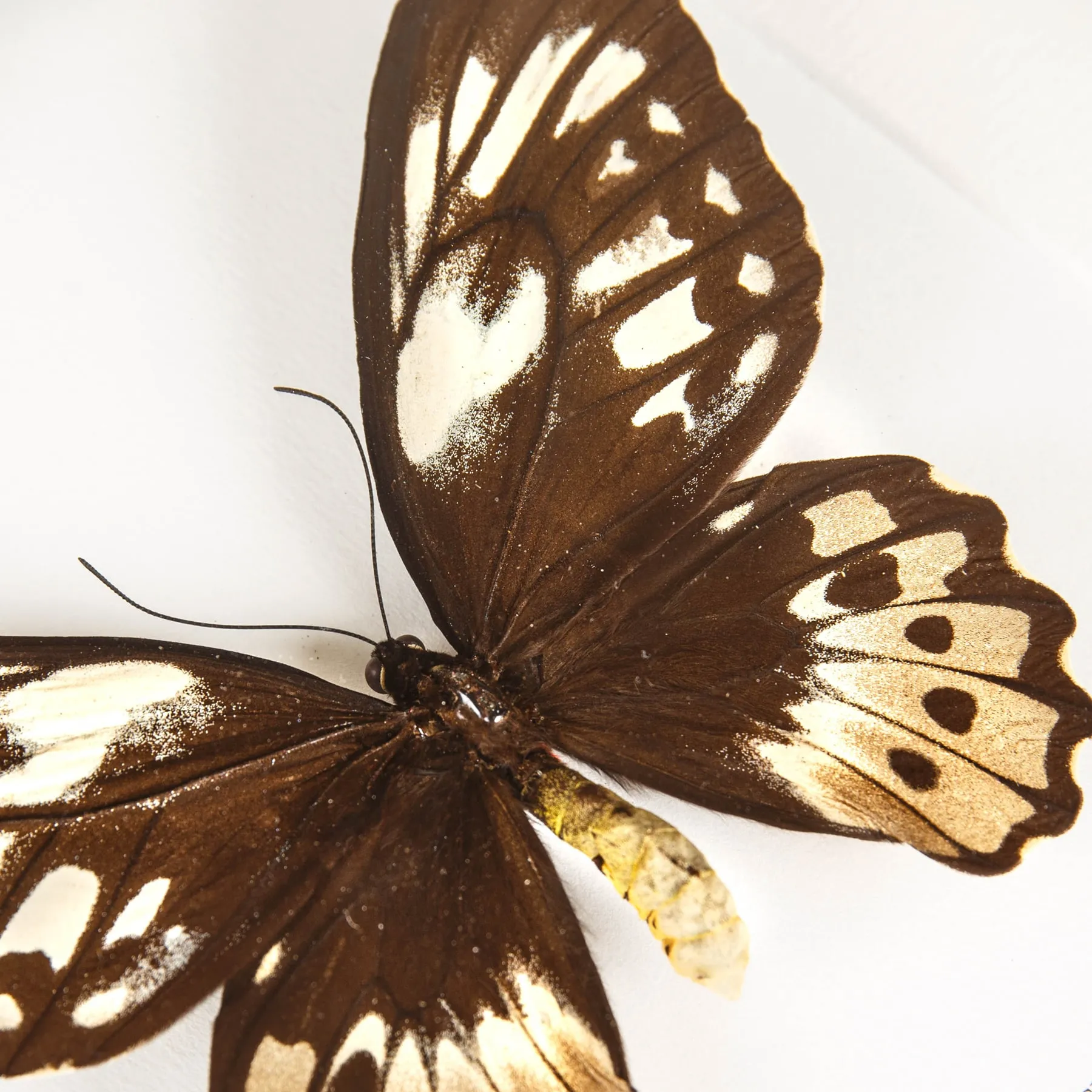 Minibeast Muy Raro Obi Island Birdwing Macho y Hembra en marco vitrina (Ornithoptera aesacus)