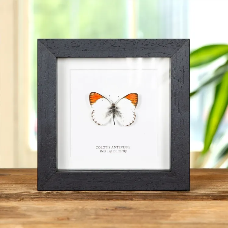 Red Tip Butterfly In Box Frame (Colotis antevippe)