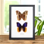 Minibeast Gold Edged Owl Butterfly Male & Female Pair In Box Frame (Caligo uranus)