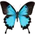 Mountain Blue Swallowtail