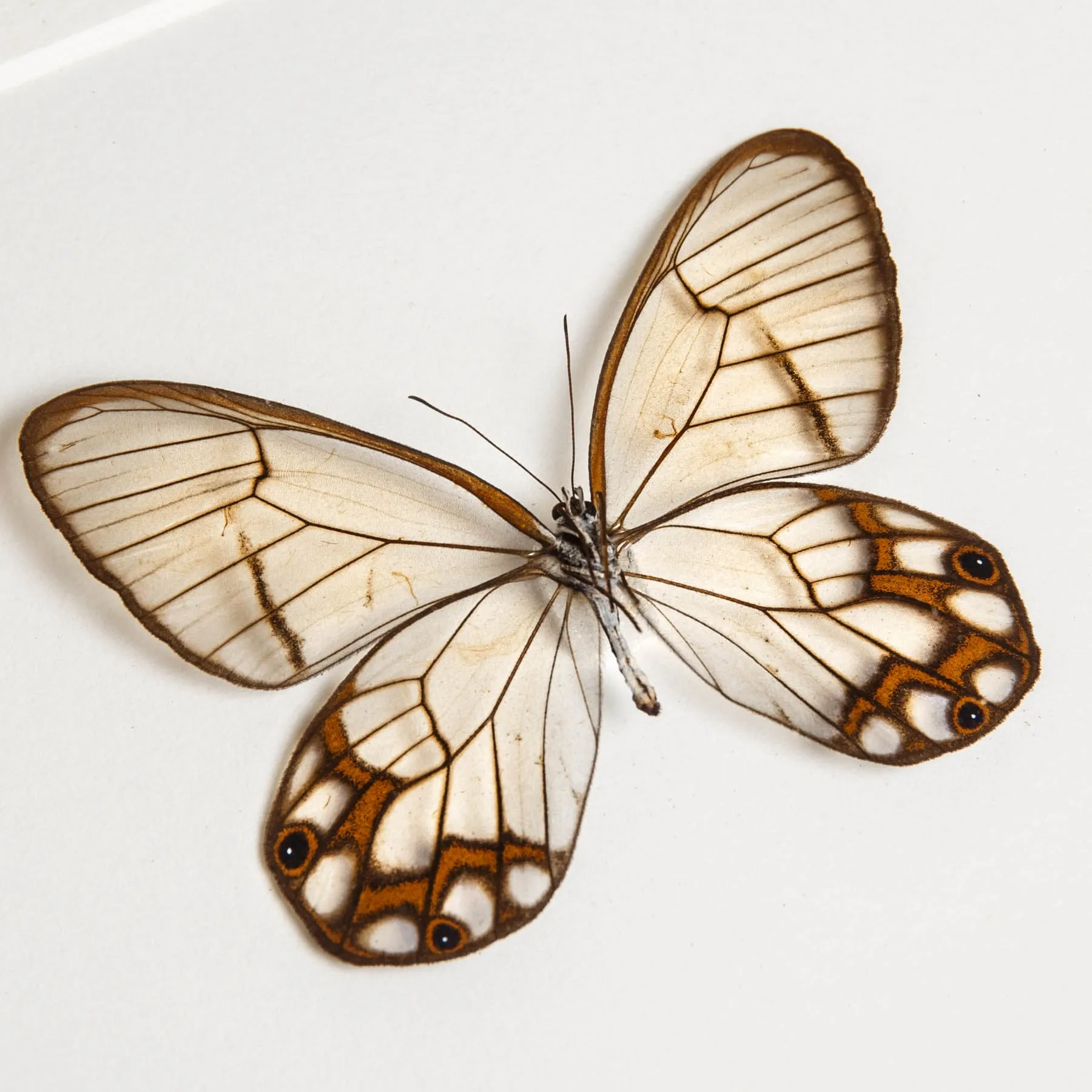 Minibeast Hypaesia Satyr Butterfly In Box Frame (Pseudohaetera hypaesia)