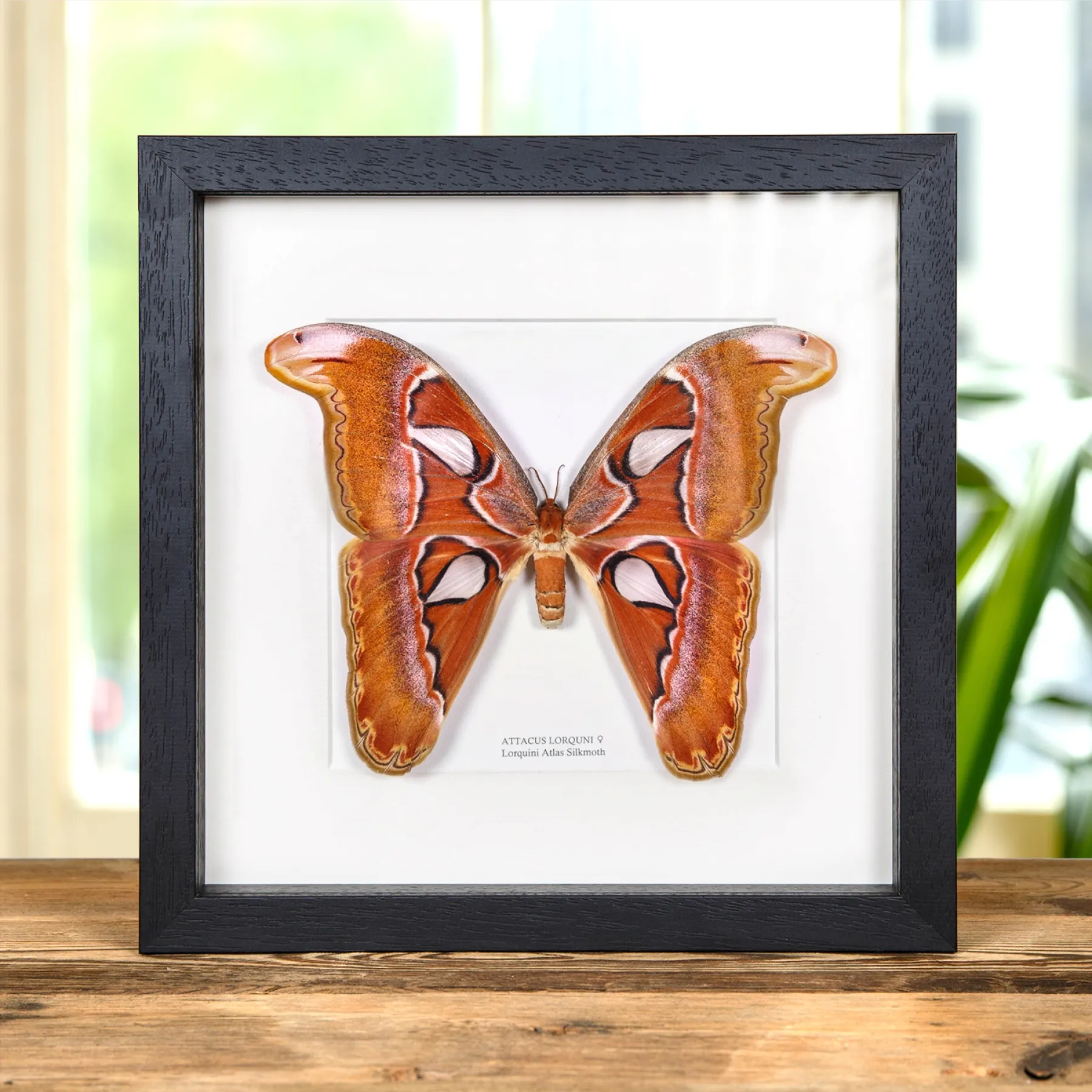 Pink Atlas Moth Female In Box Frame (Attacus lorquini) Minibeast Pink Atlas Moth Female In Box Frame (Attacus lorquini)