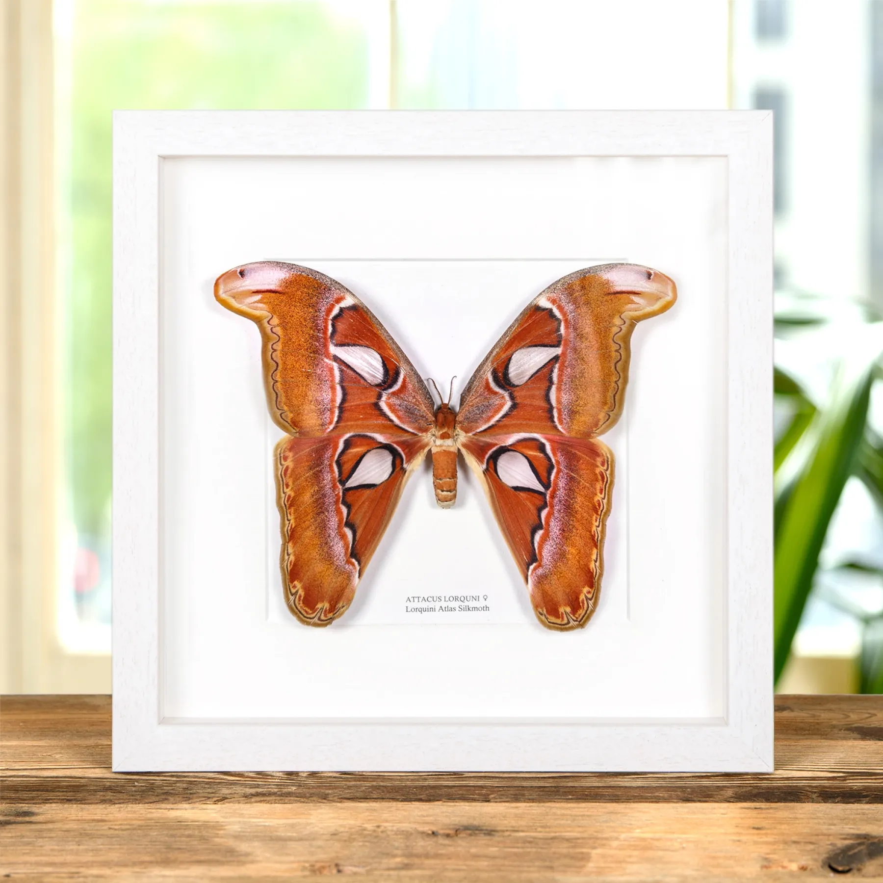 Pink Atlas Moth Female In Box Frame (Attacus lorquini) Minibeast Pink Atlas Moth Female In Box Frame (Attacus lorquini)