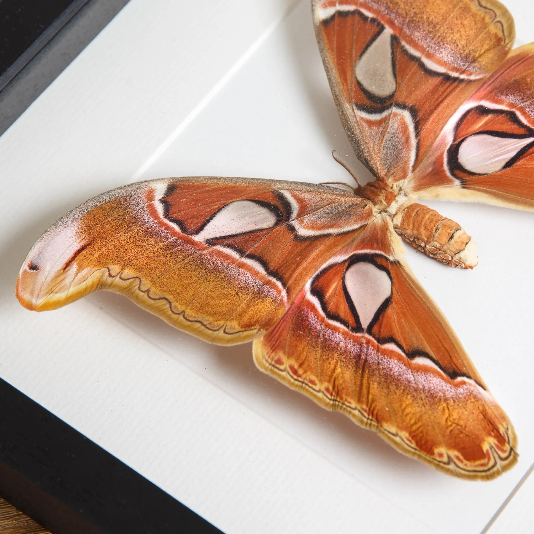 Pink Atlas Moth Female In Box Frame (Attacus lorquini) Minibeast Pink Atlas Moth Female In Box Frame (Attacus lorquini)