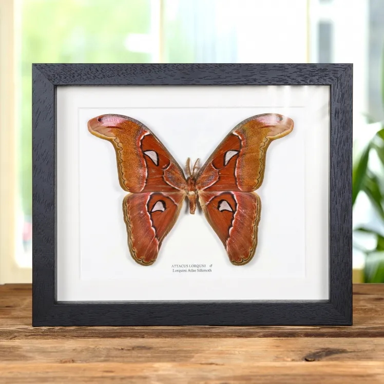 Pink Atlas Moth In Box Frame (Attacus lorquini)