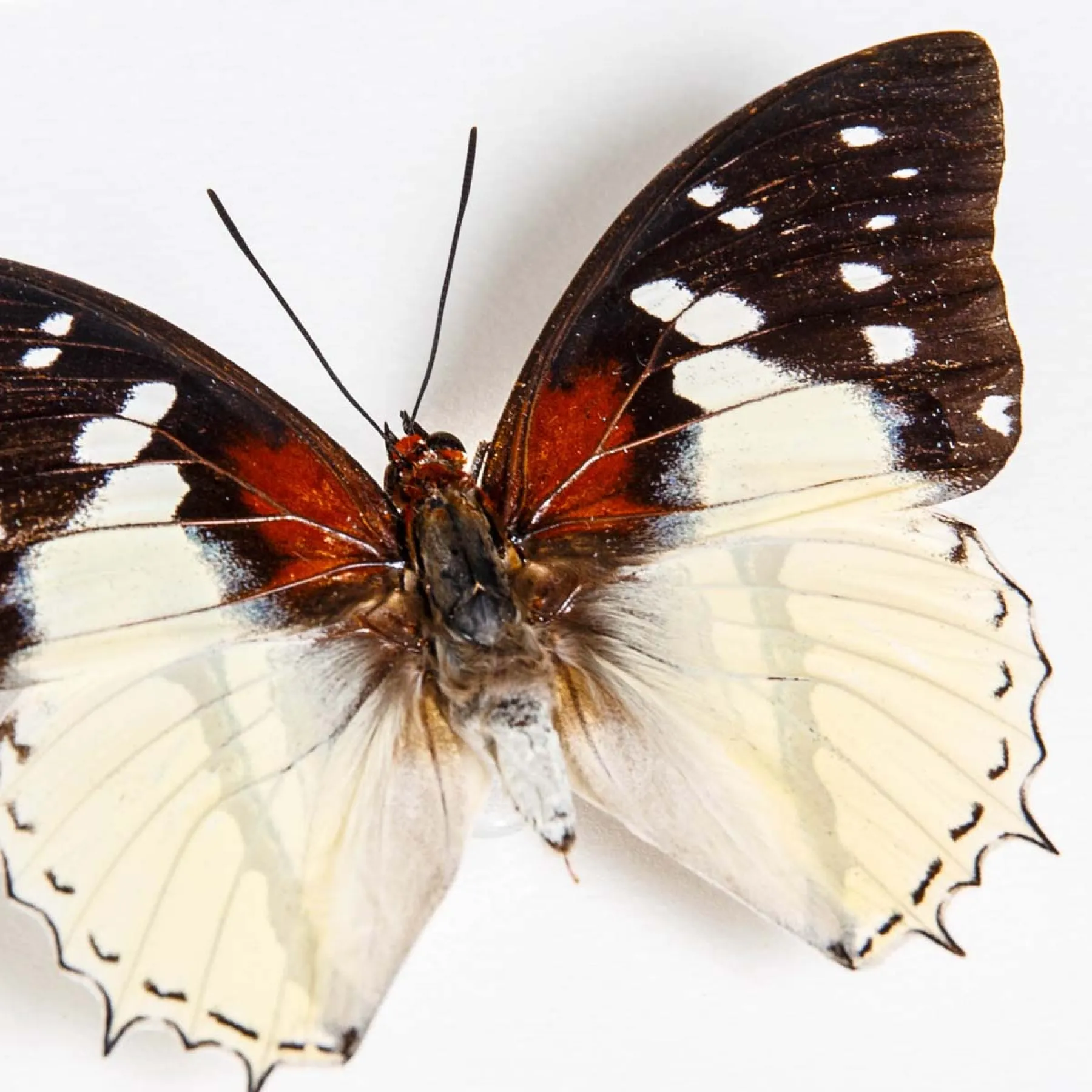 Minibeast Hadrian's White Charaxes Butterfly In Box Frame (Charaxes hadrianus)