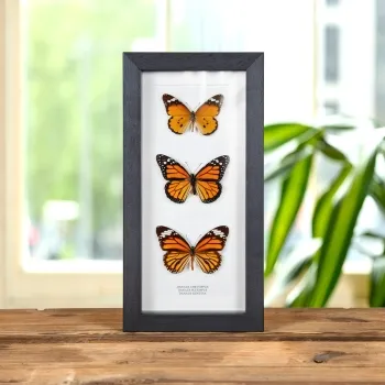 Tijger Vlinder Stam Trio in Lijst (Danaus chrysippus, Plexippus &amp; Genutia)