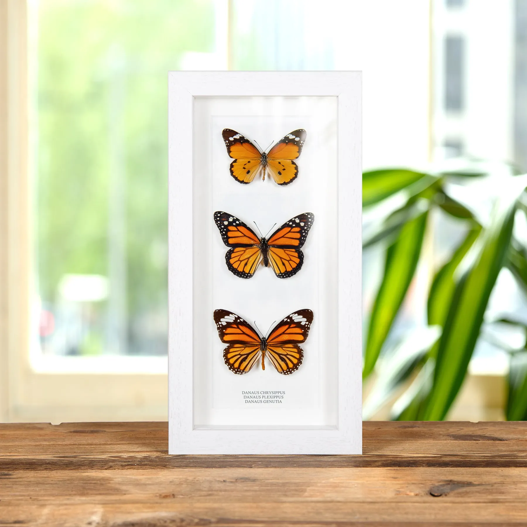 Minibeast Trio de Papillons Tigre dans un Cadre (Danaus chrysippus, Plexippus et Genutia)
