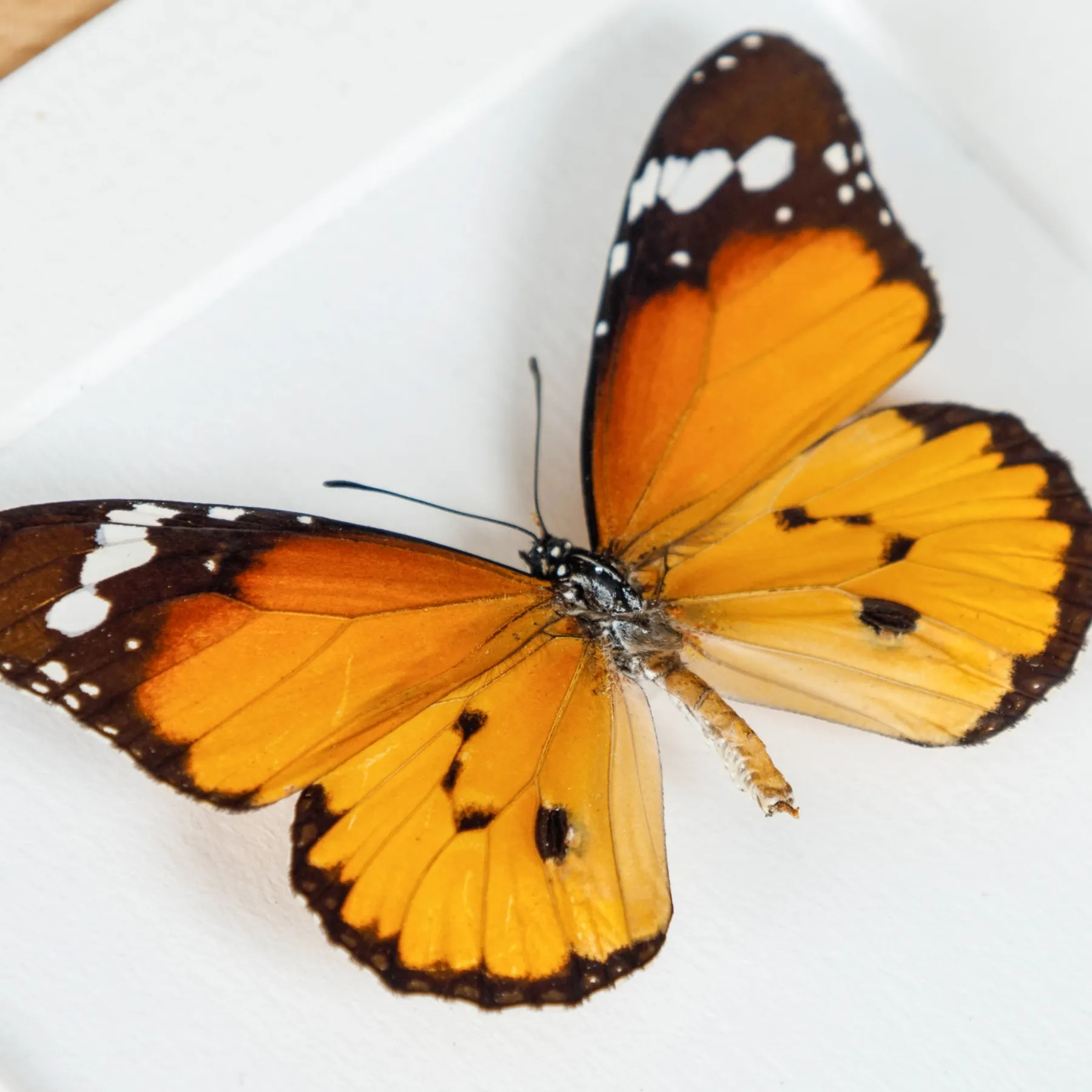 Minibeast Trio de Papillons Tigre dans un Cadre (Danaus chrysippus, Plexippus et Genutia)