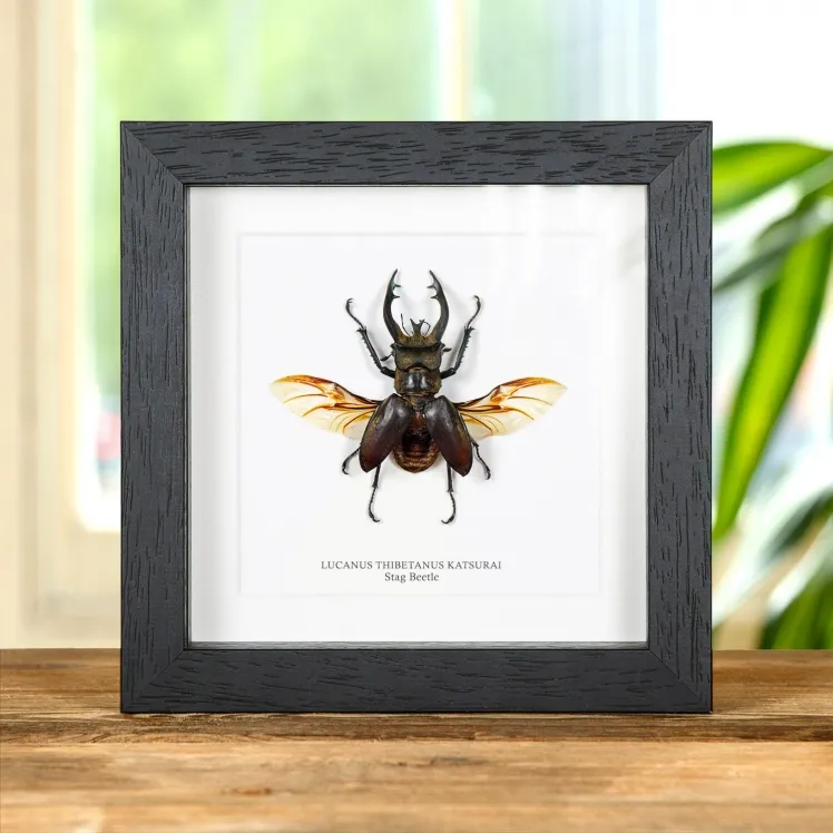 Stag Beetle In Box Frame (Lucanus Thibetanus katsurai)