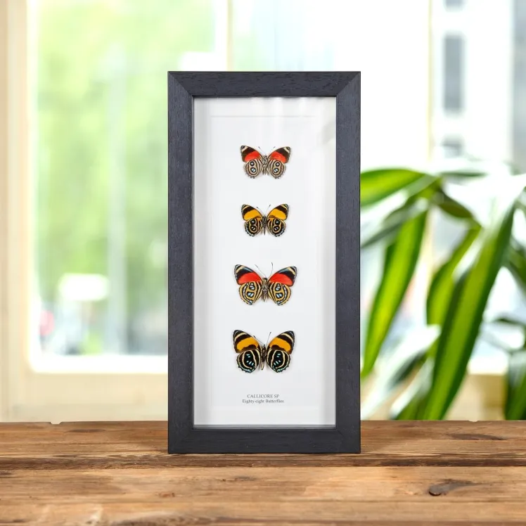 Eighty-eight Butterfly Quartet Ventral Side In Box Frame (Callicore sp)