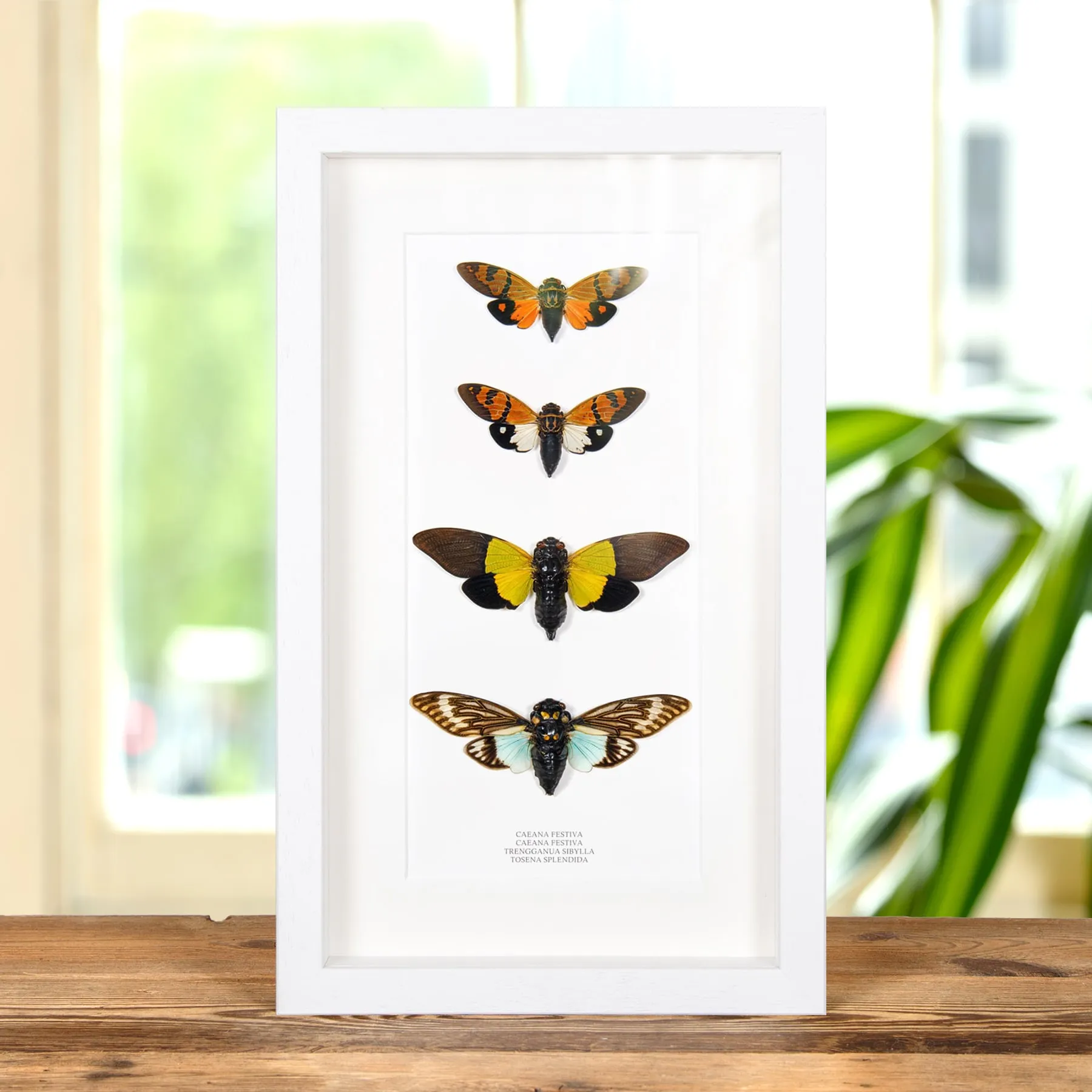 Cicada Quartet In Box Frame Cicada Quartet In Box Frame