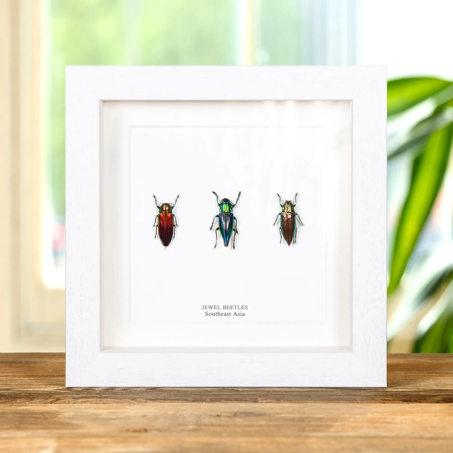 Minibeast Jewel Beetles In Box Frame 