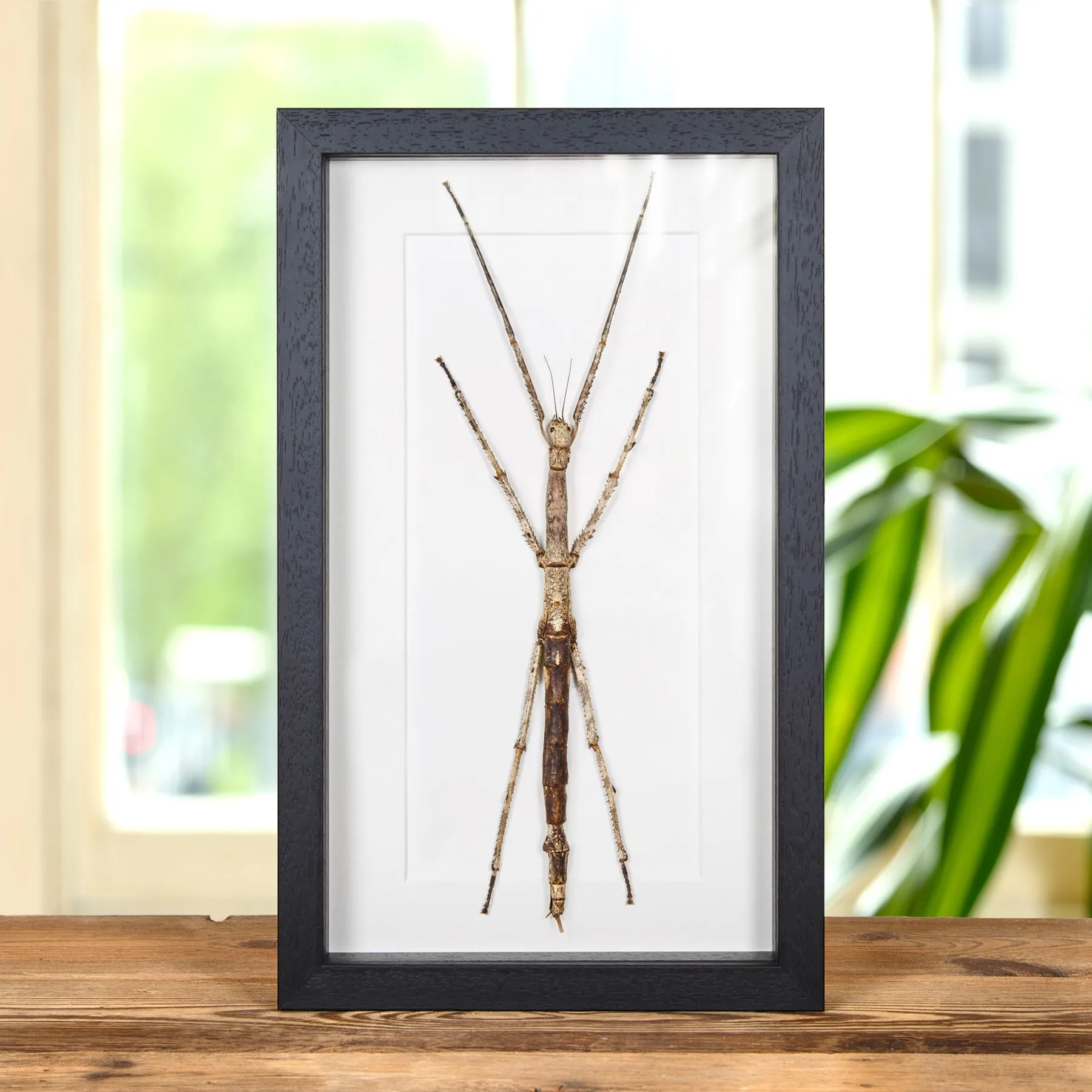 Large Stick Insect In Box Frame (Tirachoidea westwoodi) Minibeast Large Stick Insect In Box Frame (Tirachoidea westwoodi)