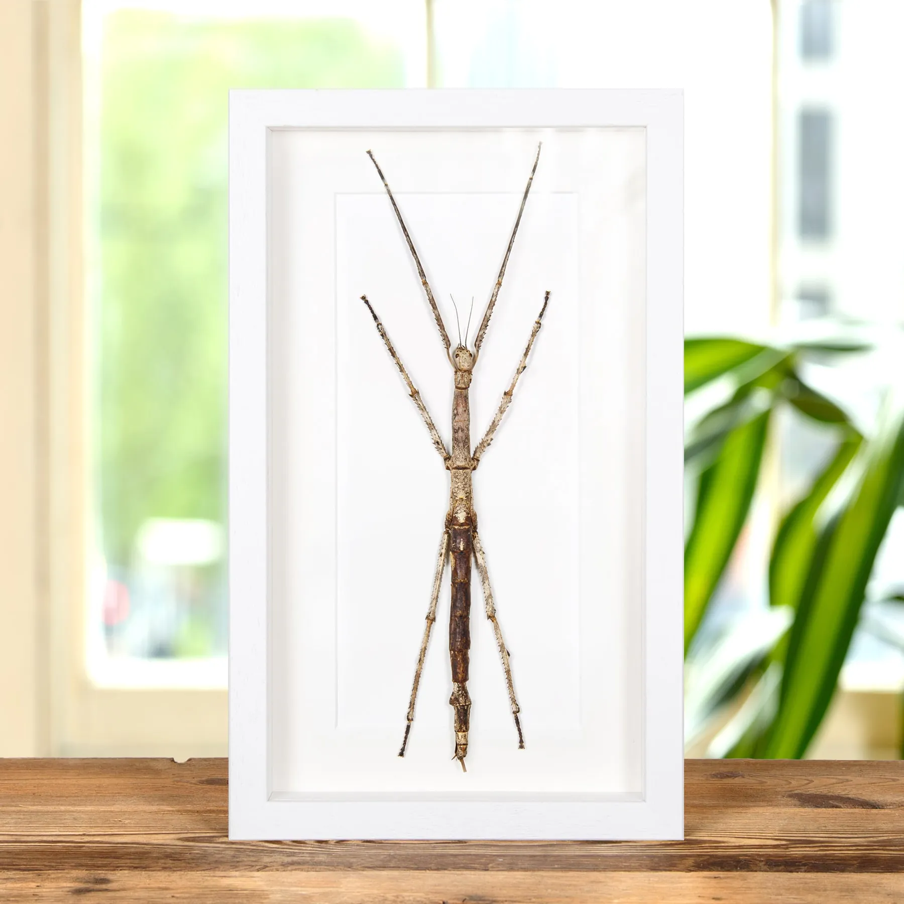 Large Stick Insect In Box Frame (Tirachoidea westwoodi) Minibeast Large Stick Insect In Box Frame (Tirachoidea westwoodi)