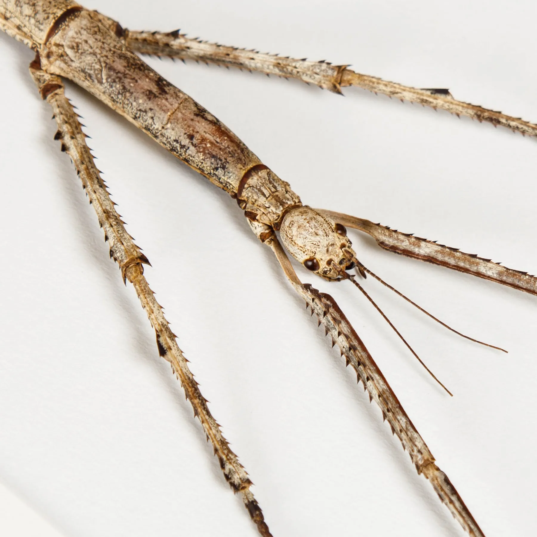 Large Stick Insect In Box Frame (Tirachoidea westwoodi) Minibeast Large Stick Insect In Box Frame (Tirachoidea westwoodi)
