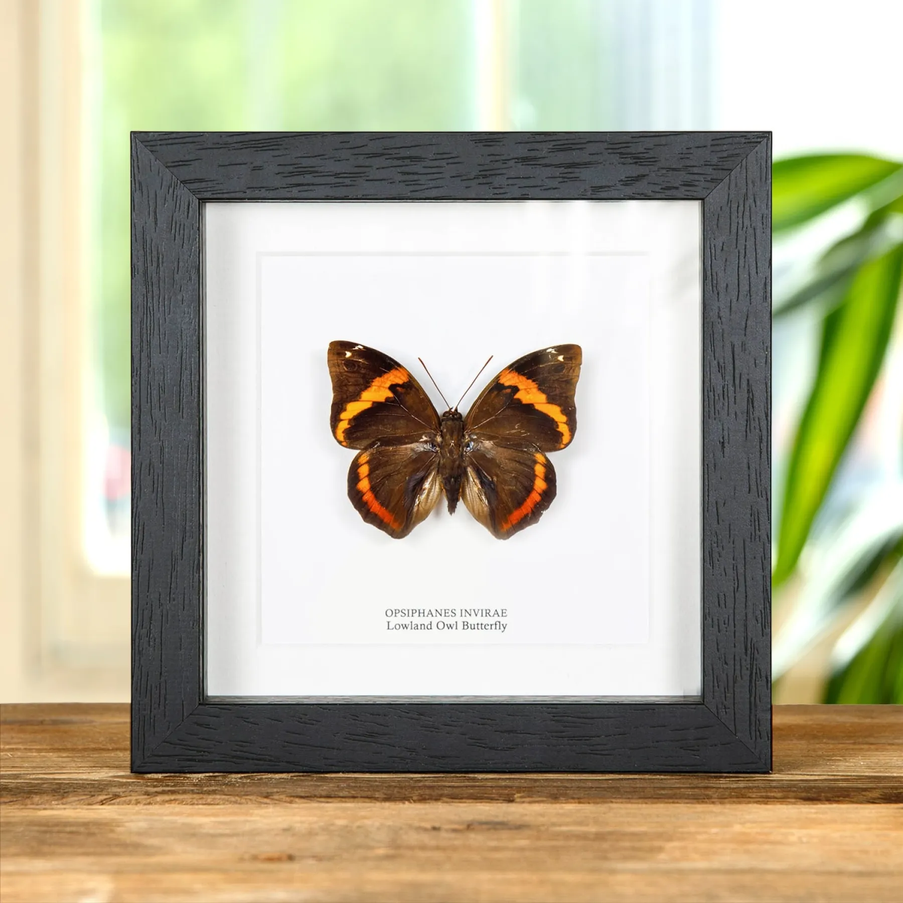 Minibeast Lowl& Owl Butterfly In Box Frame (Opsiphanes invirae)