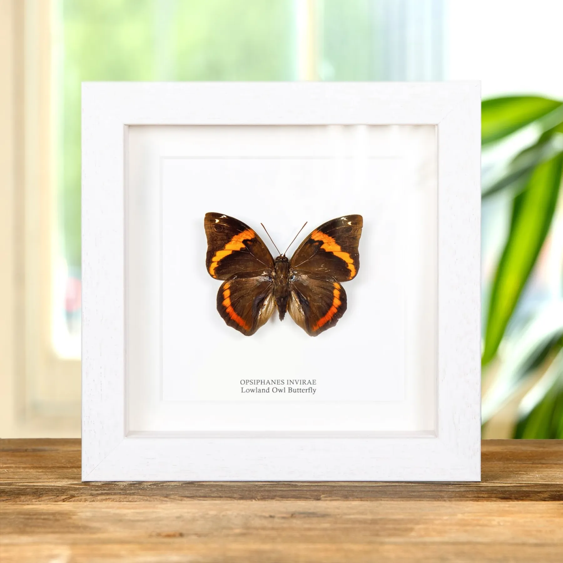 Minibeast Lowl& Owl Butterfly In Box Frame (Opsiphanes invirae)