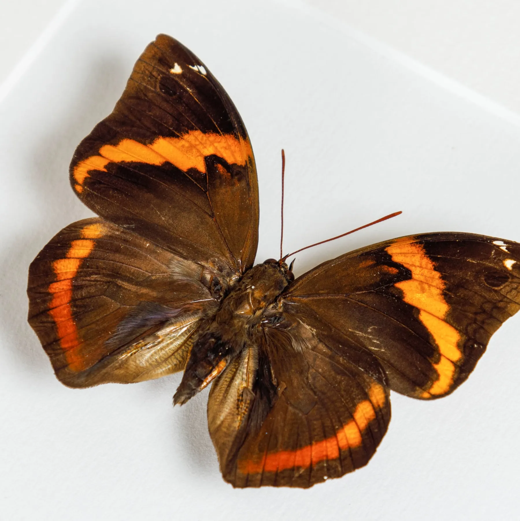 Minibeast Lowl& Owl Butterfly In Box Frame (Opsiphanes invirae)