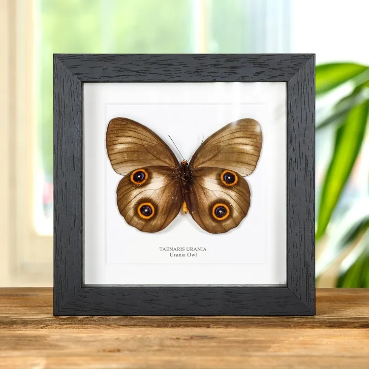 Urania Owl Butterfly In Box Frame (Taenaris urania)