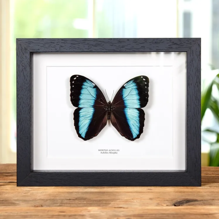 Achilles Morpho In Box Frame (Morpho achilles)