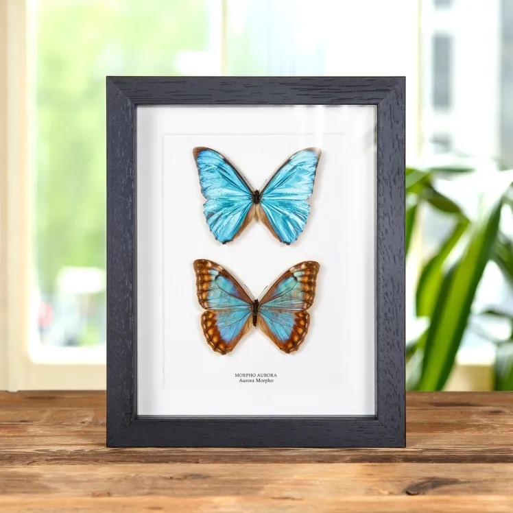 Aurora Morpho Butterfly Male & Female Pair In Box Frame (Morpho aurora)