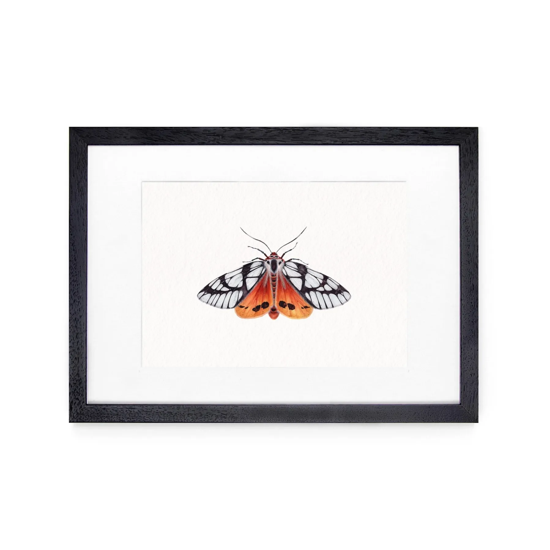 Milky Tiger Moth (Areas galactina) Watercolour Giclée Print Milky Tiger Moth (Areas galactina) Watercolour Giclée Print