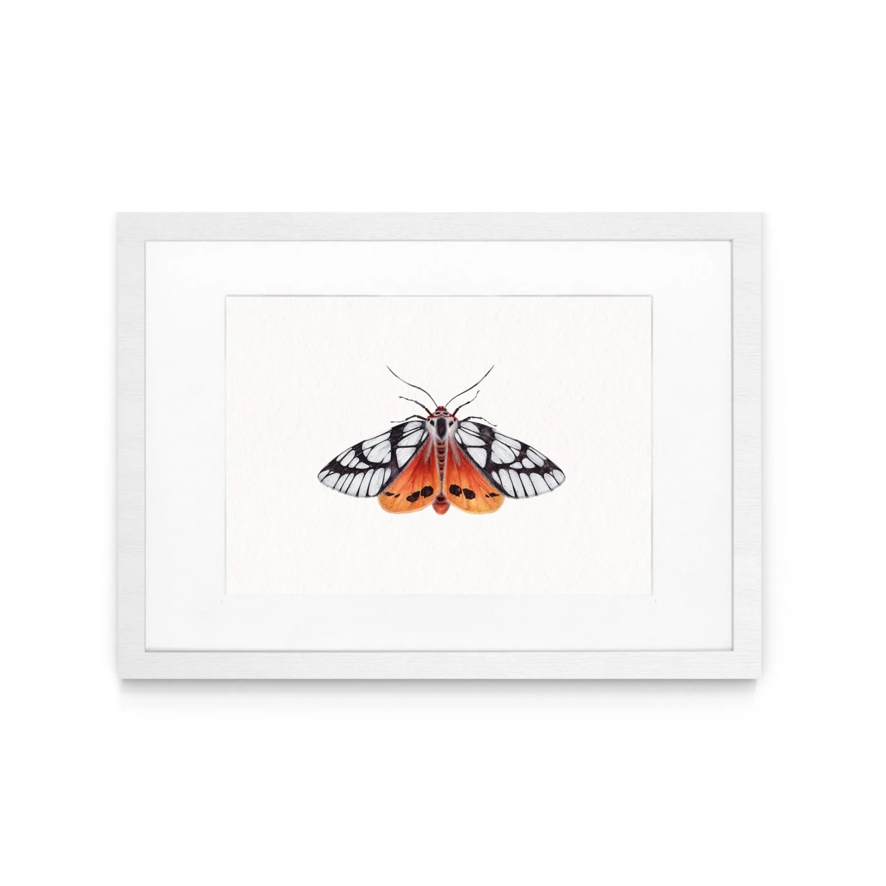 Milky Tiger Moth (Areas galactina) Watercolour Giclée Print Milky Tiger Moth (Areas galactina) Watercolour Giclée Print