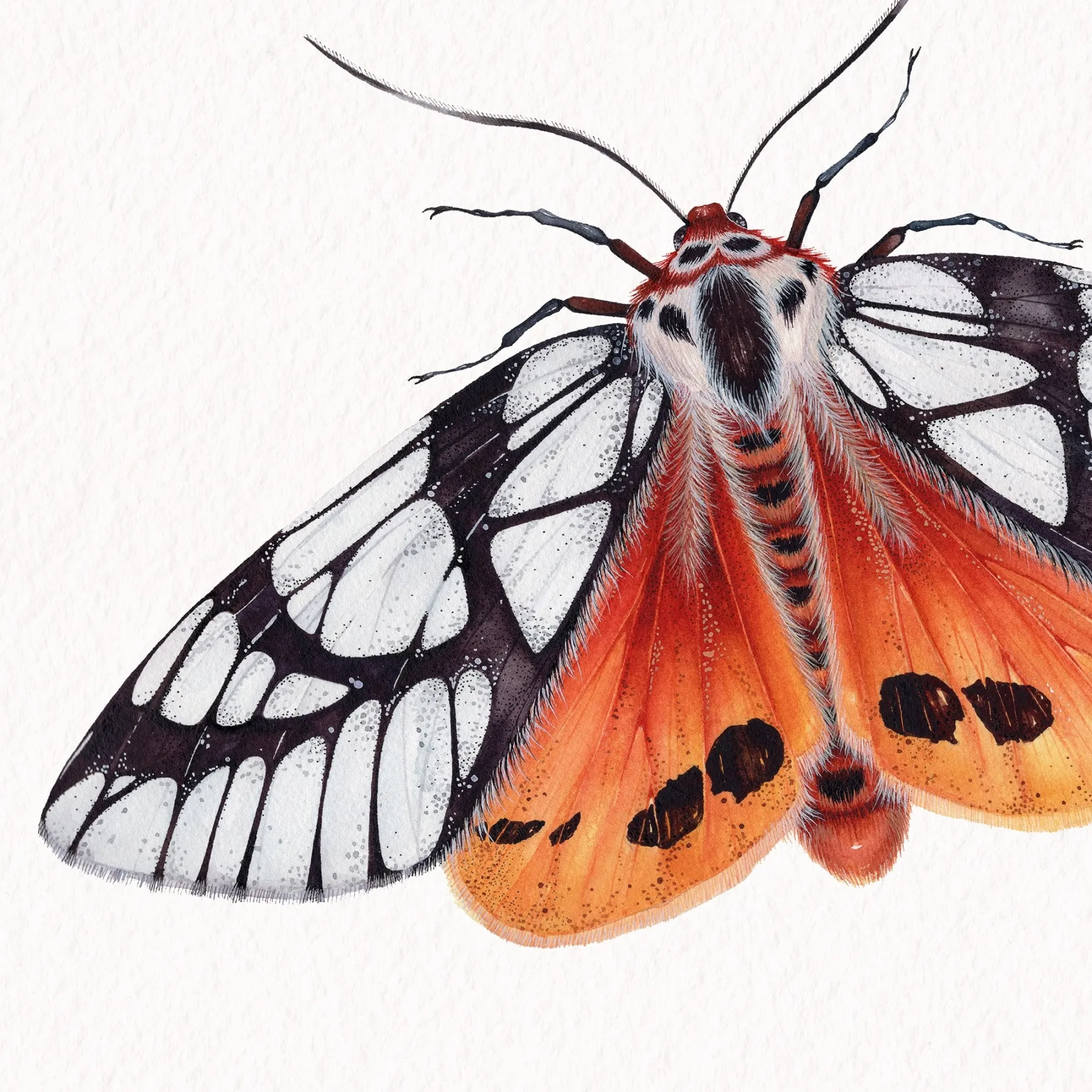 Milky Tiger Moth (Areas galactina) Watercolour Giclée Print Milky Tiger Moth (Areas galactina) Watercolour Giclée Print