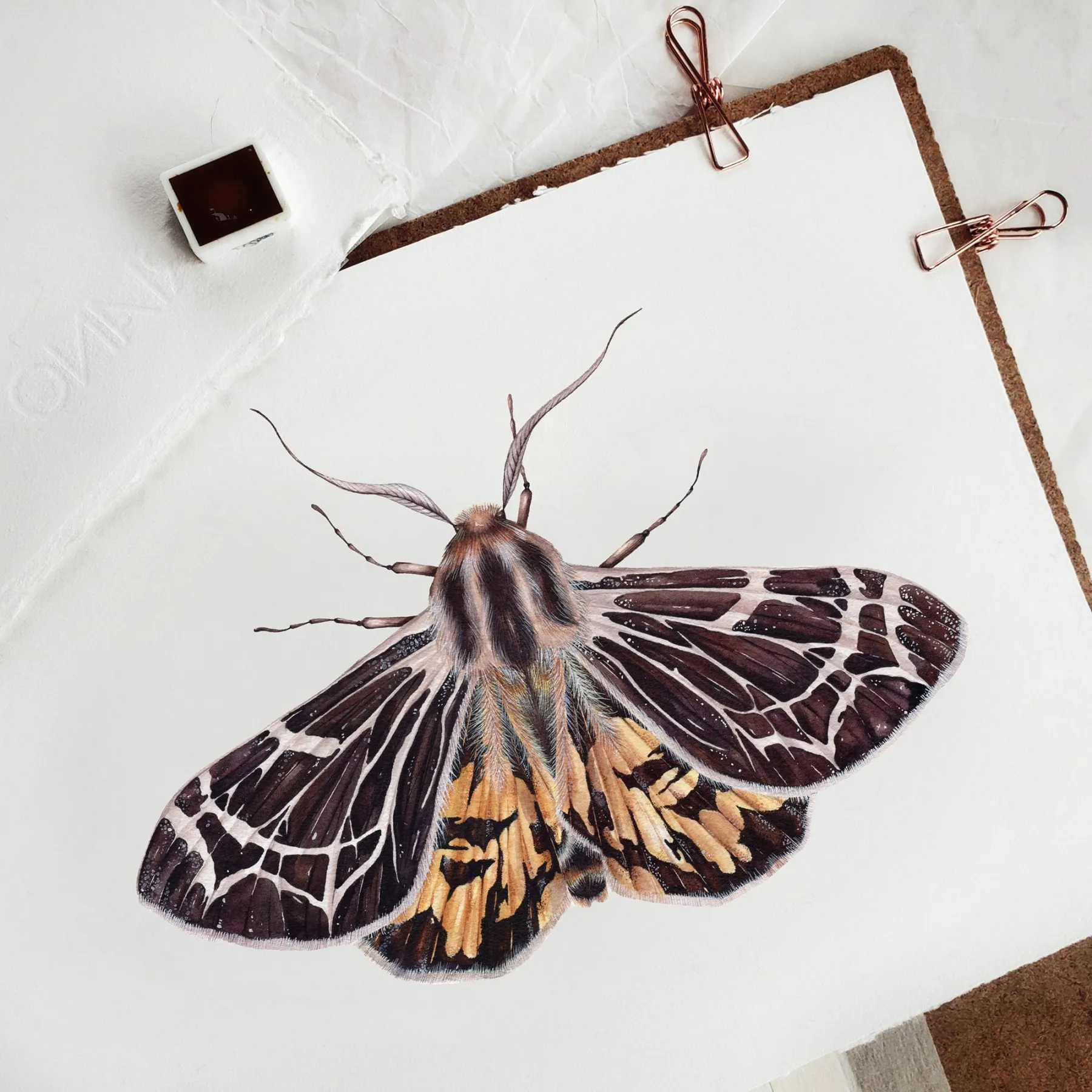 Minibeast Piccolo VirgIn Tiger falena (Apantesis virguncula) Stampa Giclée Acquerello