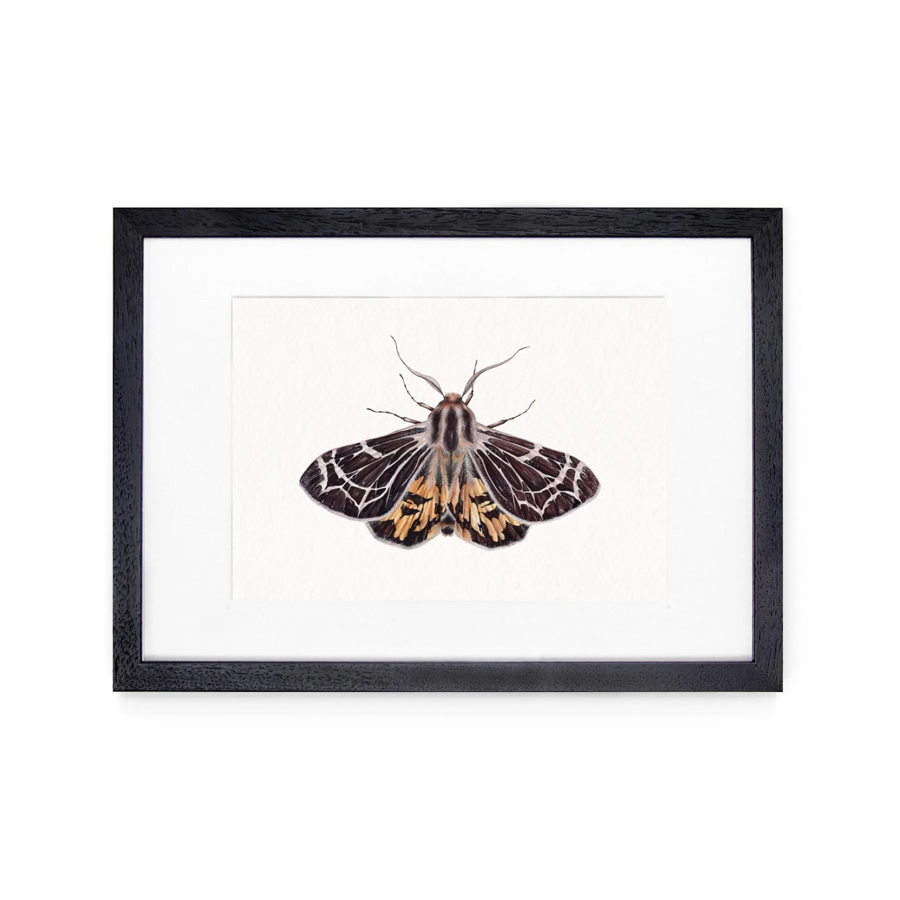 Minibeast Piccolo VirgIn Tiger falena (Apantesis virguncula) Stampa Giclée Acquerello