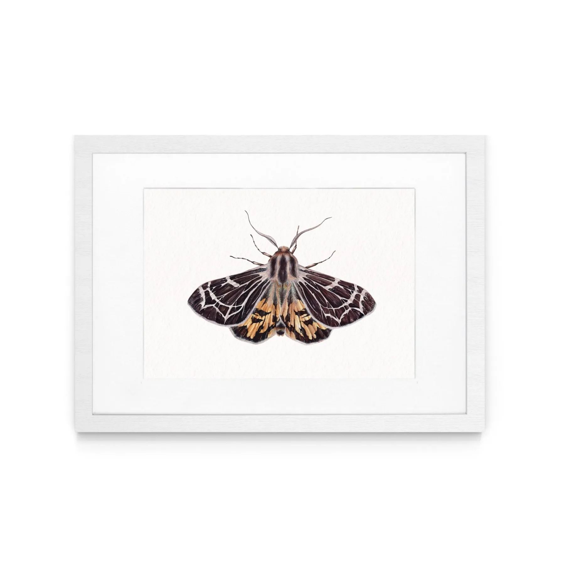Minibeast Piccolo VirgIn Tiger falena (Apantesis virguncula) Stampa Giclée Acquerello