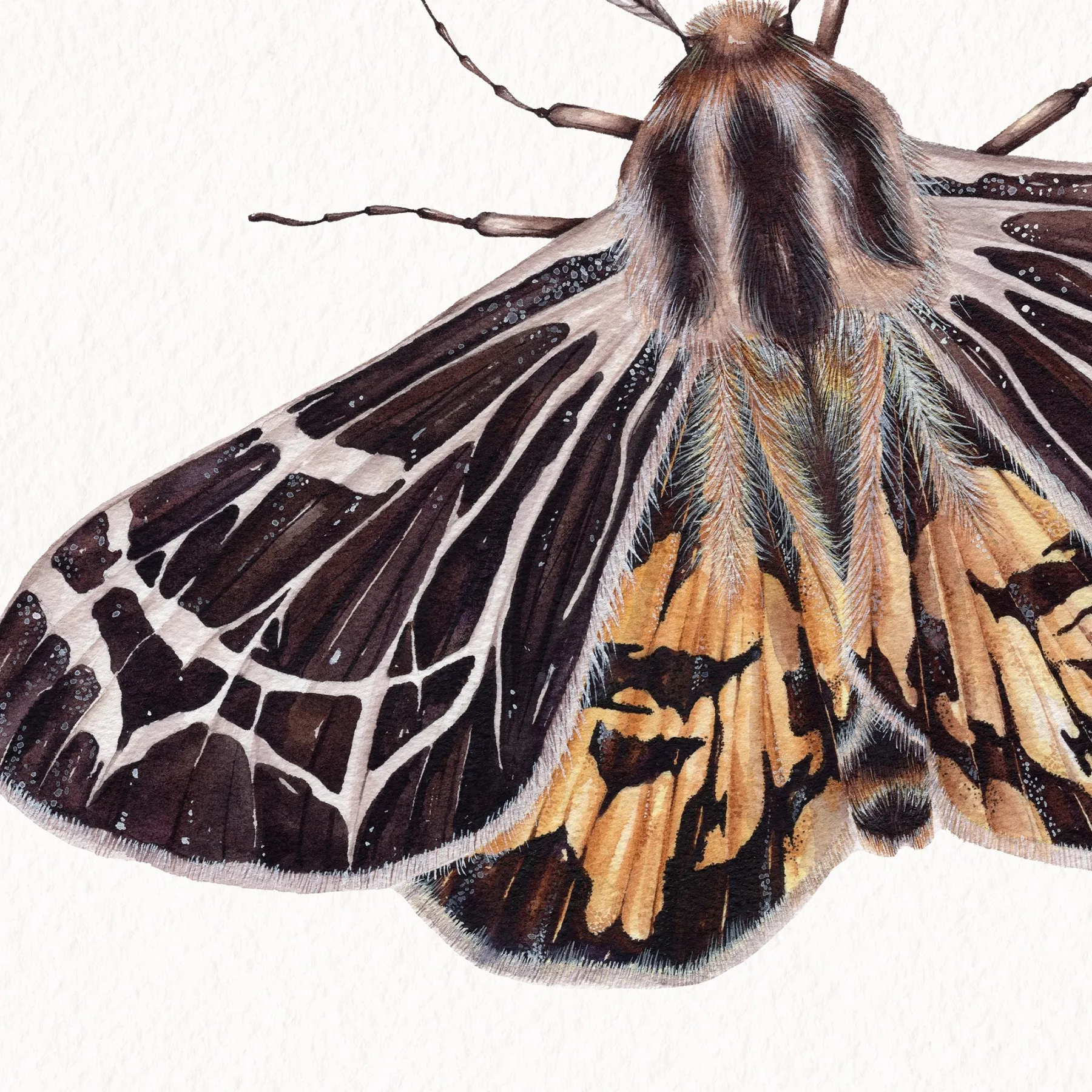 Minibeast Piccolo VirgIn Tiger falena (Apantesis virguncula) Stampa Giclée Acquerello