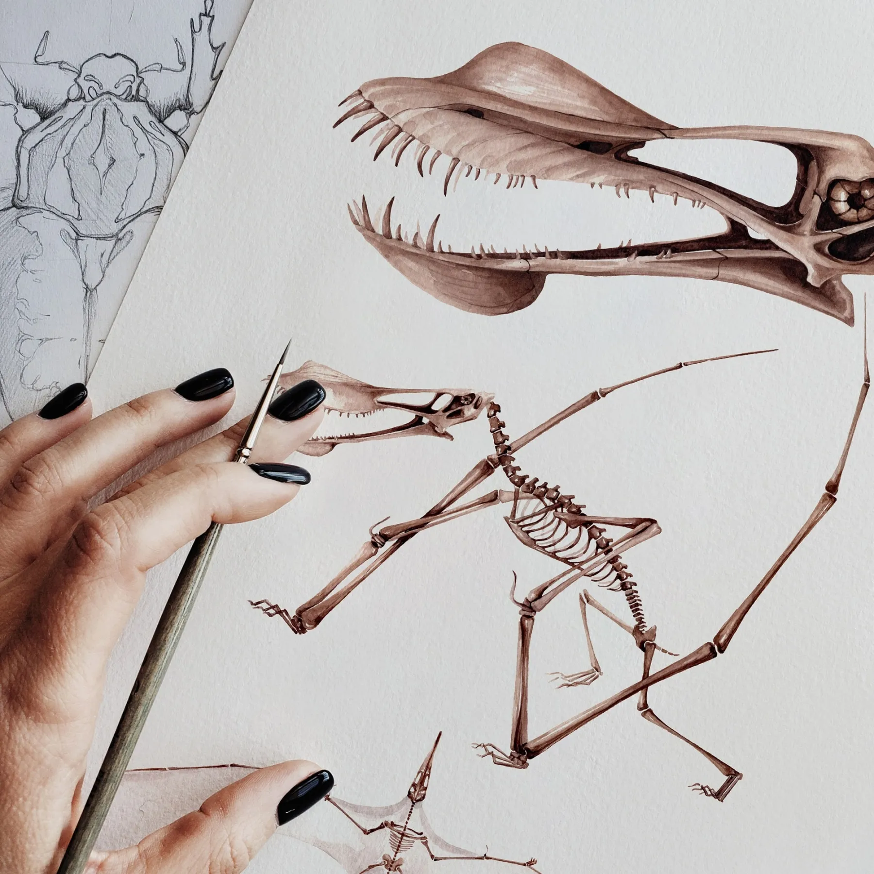 Minibeast Stampa Giclée Acquerello di Dinosauro Pterosauro Pterodattilo