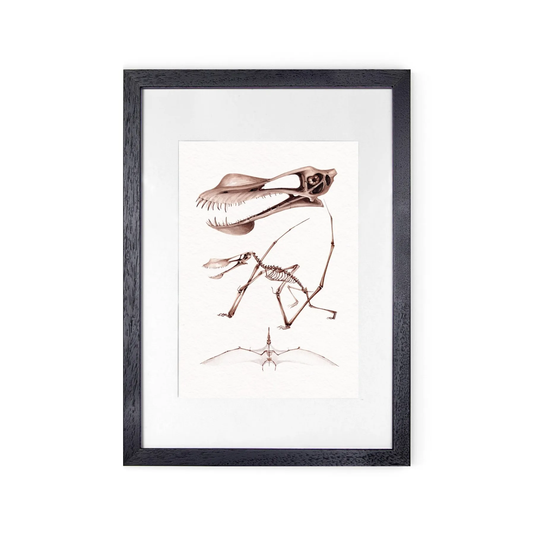 Minibeast Stampa Giclée Acquerello di Dinosauro Pterosauro Pterodattilo