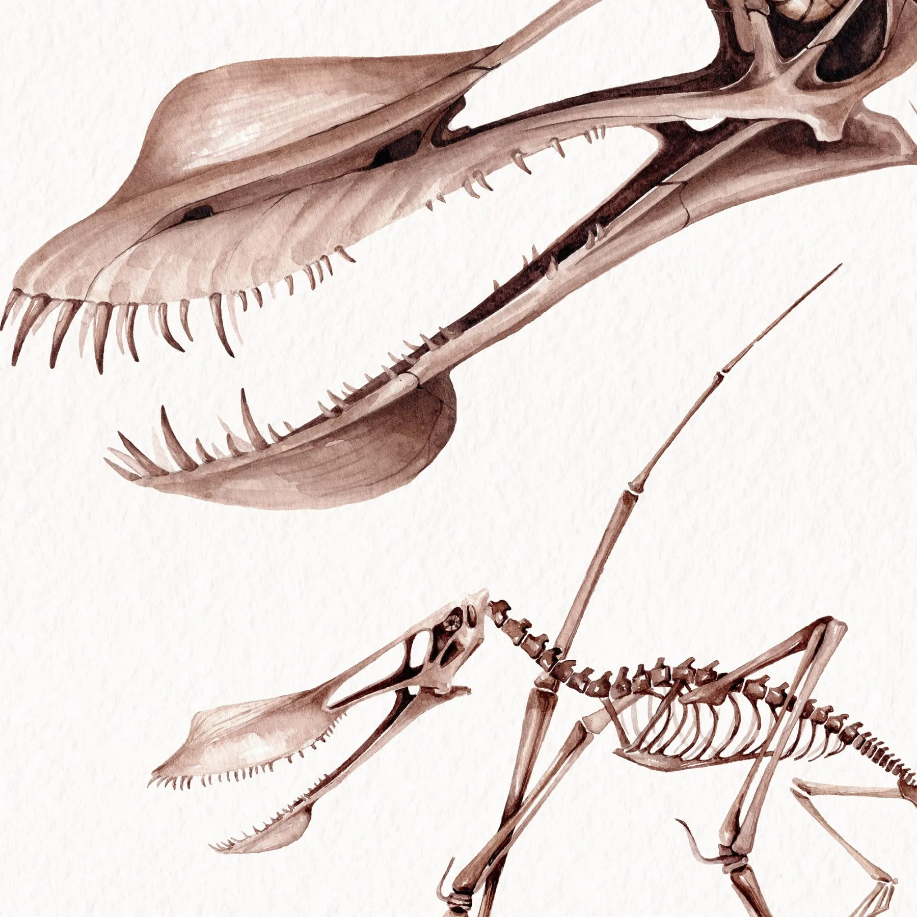 Minibeast Stampa Giclée Acquerello di Dinosauro Pterosauro Pterodattilo