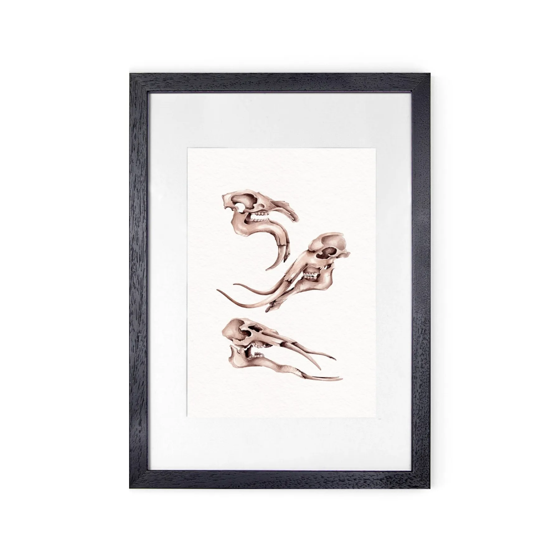 Neades Skeleton Watercolour Giclée Print Neades Skeleton Watercolour Giclée Print