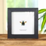 Minibeast Rainbow Jewel Beetle In Box Frame (Cyphogastra javanica)