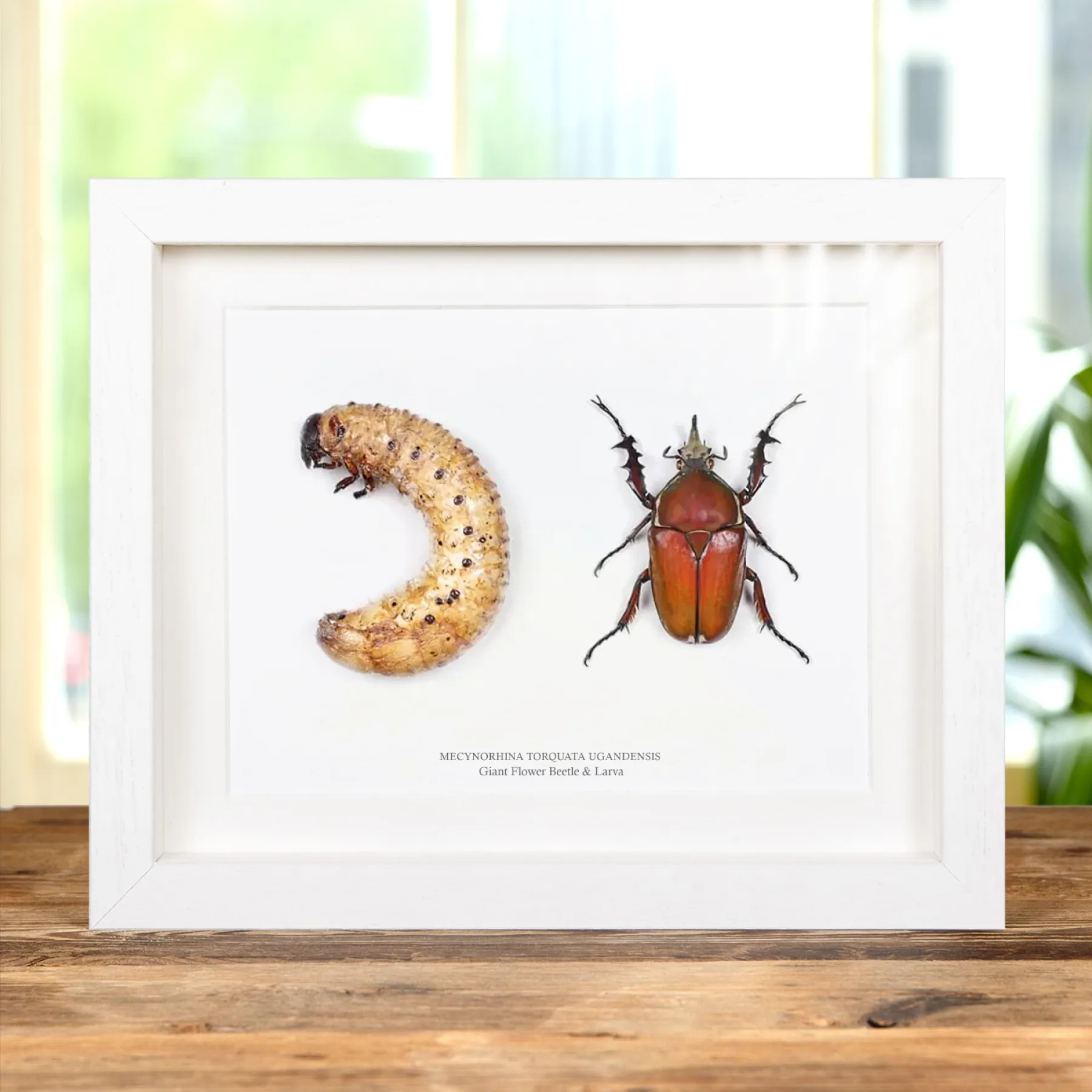 Giant Flower Beetle & Larvae In Box Frame (Mecynorhina torquata ugandensis) Minibeast Giant Flower Beetle & Larvae In Box Frame (Mecynorhina torquata ugandensis)